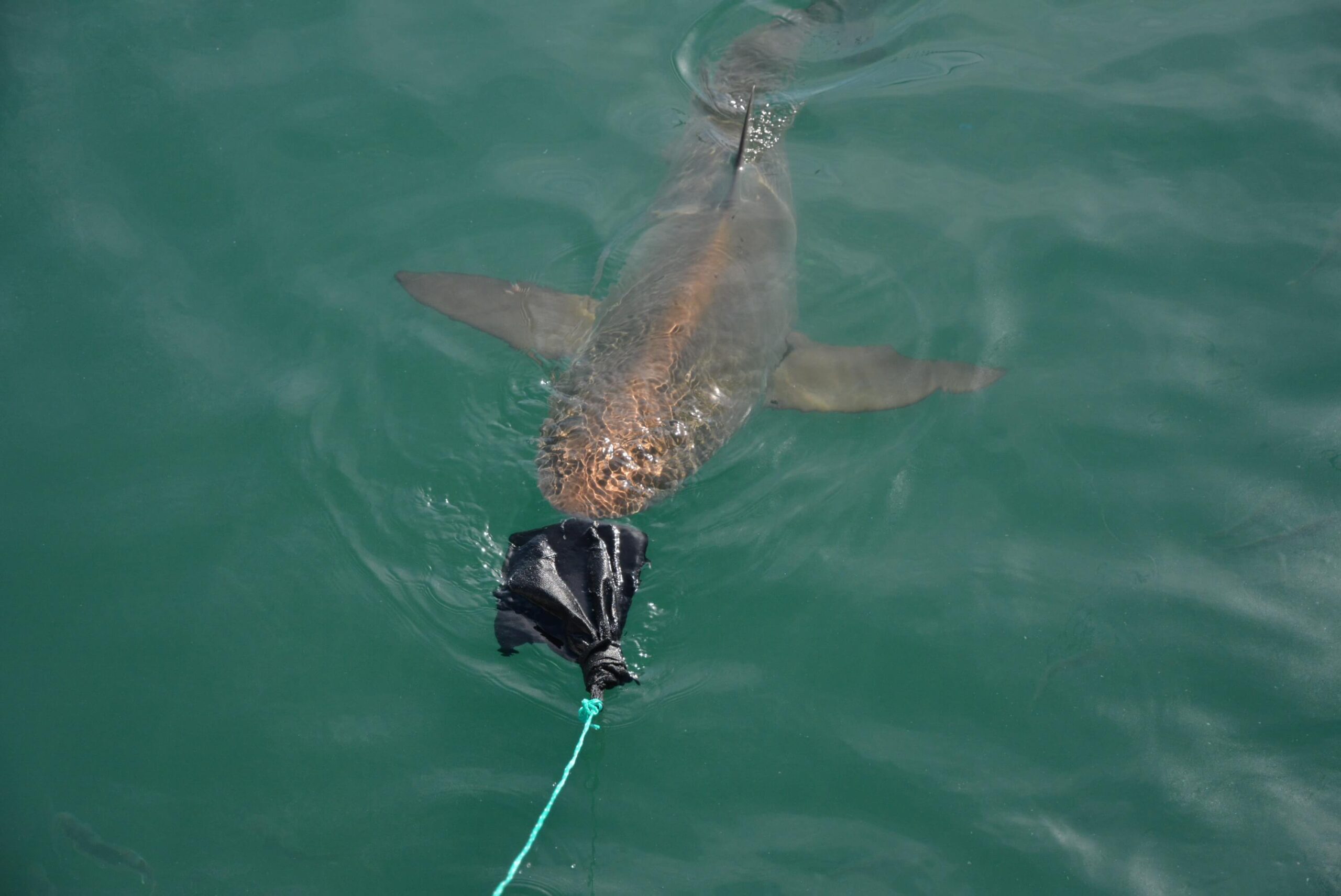 Copper Shark